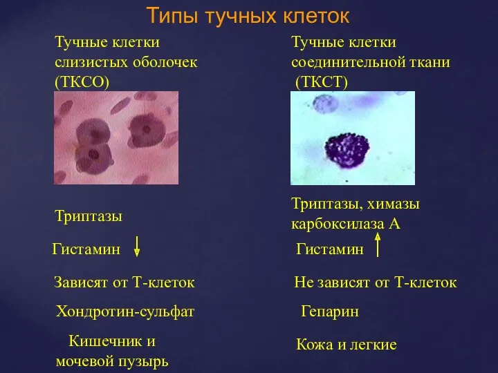 Типы тучных клеток