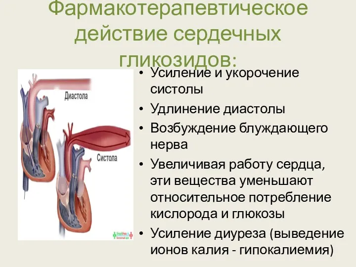 Фармакотерапевтическое действие сердечных гликозидов: Усиление и укорочение систолы Удлинение диастолы