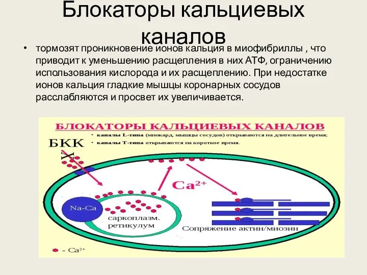 Блокаторы кальциевых каналов тормозят проникновение ионов кальция в миофибриллы ,