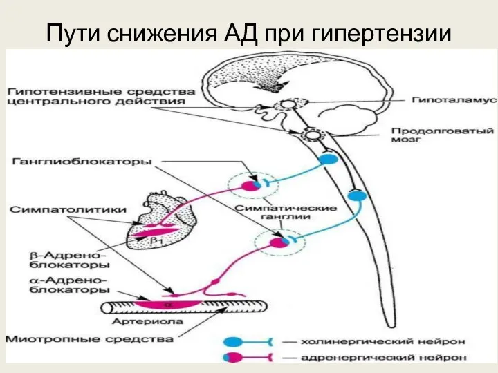 Пути снижения АД при гипертензии