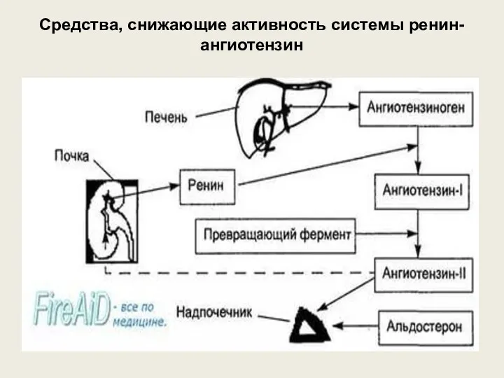 Средства, снижающие активность системы ренин-ангиотензин