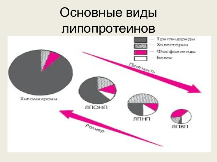 Основные виды липопротеинов