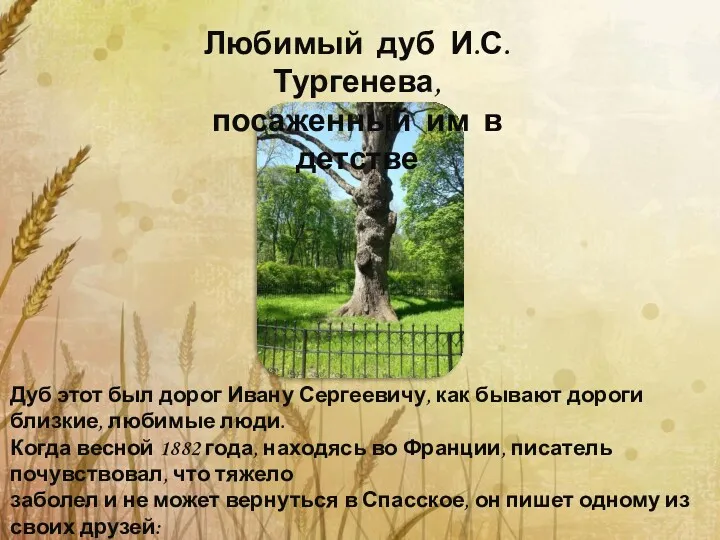 Любимый дуб И.С. Тургенева, посаженный им в детстве Дуб этот