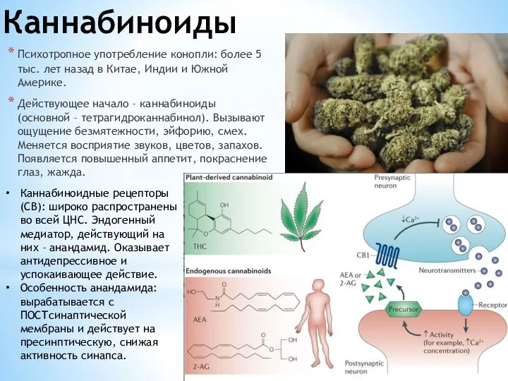 Каннабиноиды Психотропное употребление конопли: более 5 тыс. лет назад в