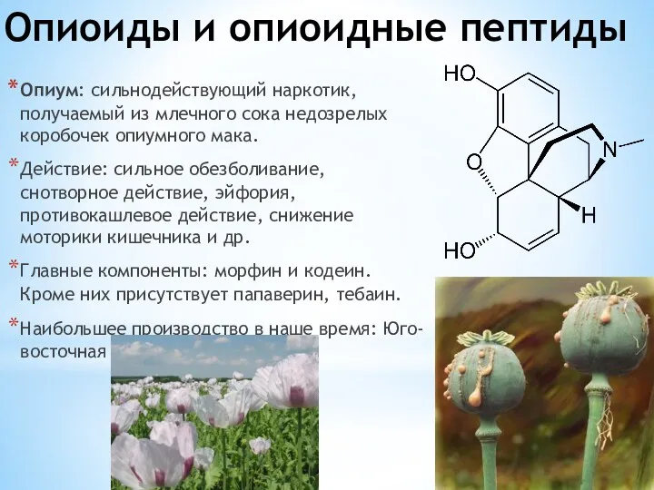 Опиоиды и опиоидные пептиды Опиум: сильнодействующий наркотик, получаемый из млечного