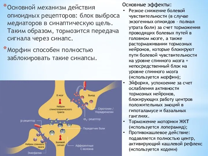 Основной механизм действия опиоидных рецепторов: блок выброса медиаторов в синаптическую