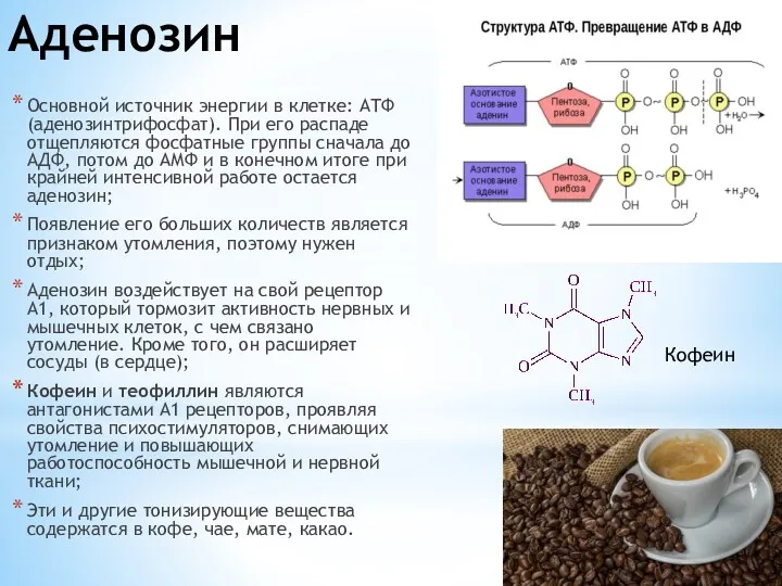 Аденозин Основной источник энергии в клетке: АТФ (аденозинтрифосфат). При его