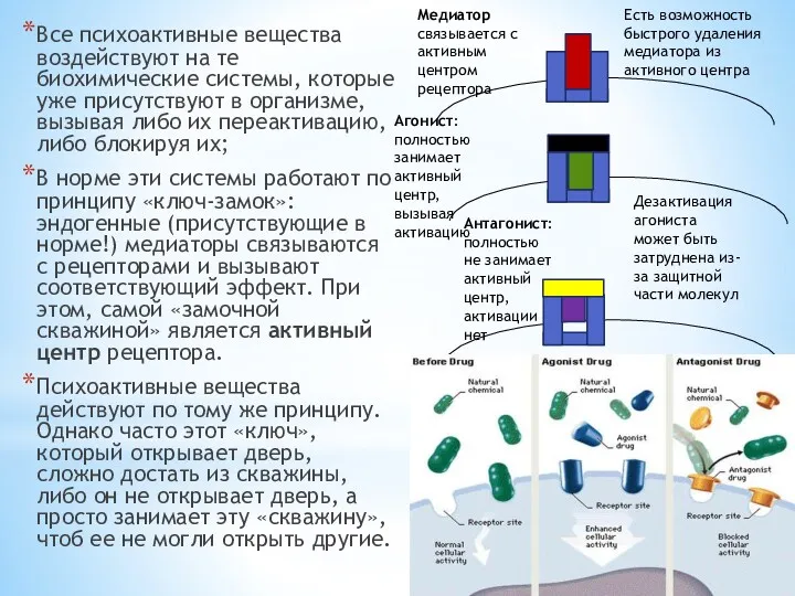 Все психоактивные вещества воздействуют на те биохимические системы, которые уже