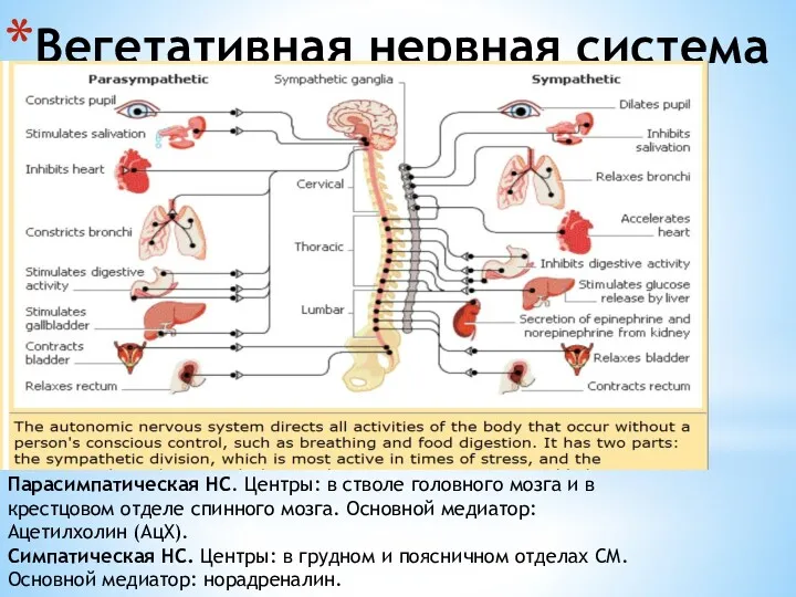 Вегетативная нервная система Парасимпатическая НС. Центры: в стволе головного мозга