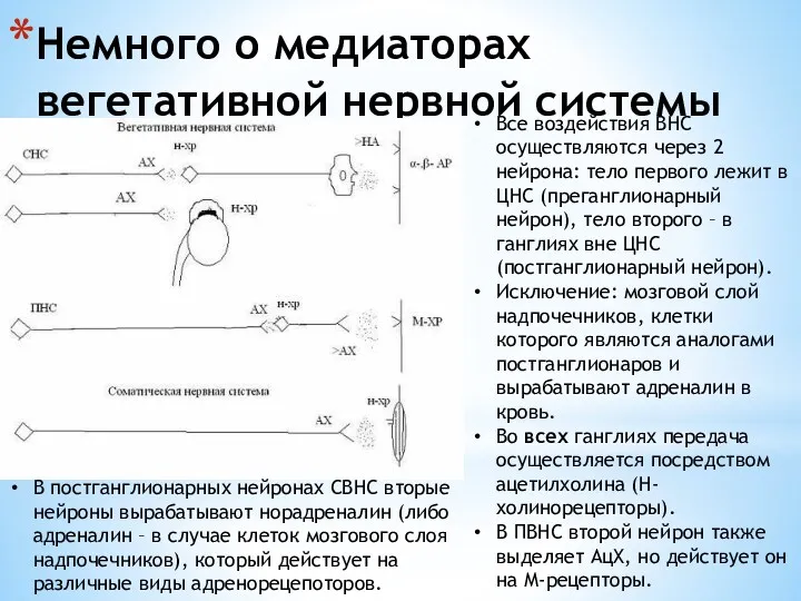 Немного о медиаторах вегетативной нервной системы Все воздействия ВНС осуществляются