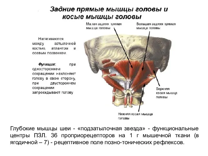 Глубокие мышцы шеи - «подзатылочная звезда» - функциональные центры ПЗЛ.