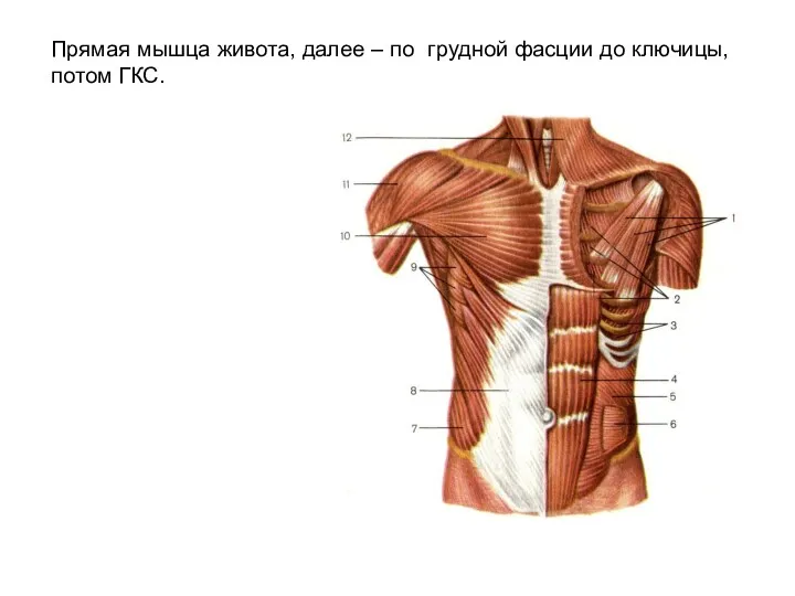 Прямая мышца живота, далее – по грудной фасции до ключицы, потом ГКС.