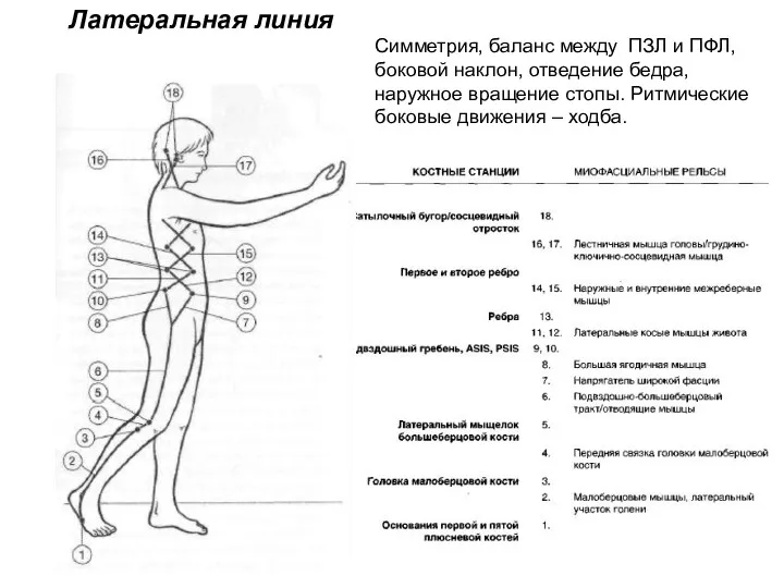 Латеральная линия Симметрия, баланс между ПЗЛ и ПФЛ, боковой наклон,