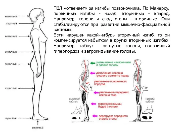 ПЗЛ «отвечает» за изгибы позвоночника. По Майерсу, первичные изгибы - назад, вторичные -