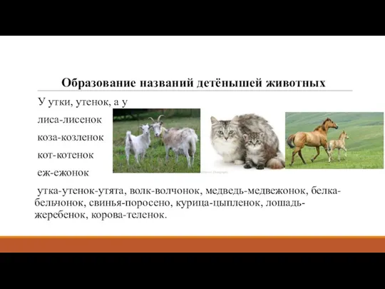 Образование названий детёнышей животных У утки, утенок, а у лиса-лисенок