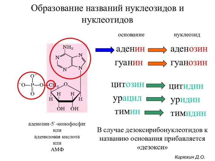 Образование названий нуклеозидов и нуклеотидов аденозин-5`-монофосфат или адениловая кислота или