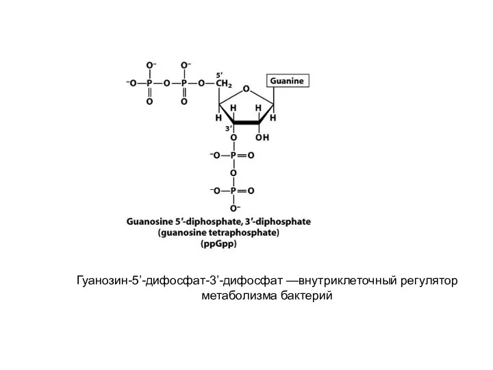 Гуанозин-5’-дифосфат-3’-дифосфат —внутриклеточный регулятор метаболизма бактерий