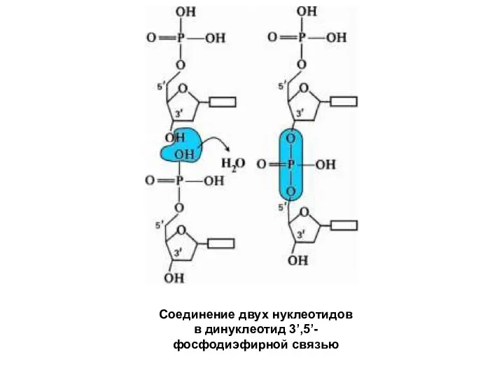 Соединение двух нуклеотидов в динуклеотид 3’,5’- фосфодиэфирной связью