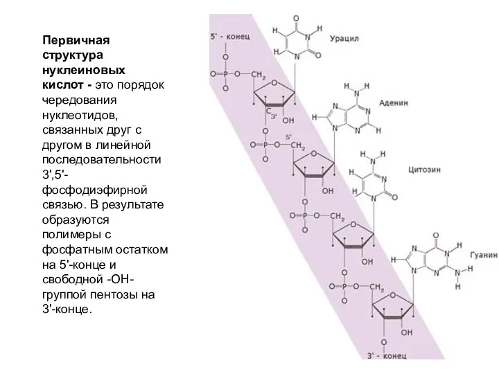 Первичная структура нуклеиновых кислот - это порядок чередования нуклеотидов, связанных