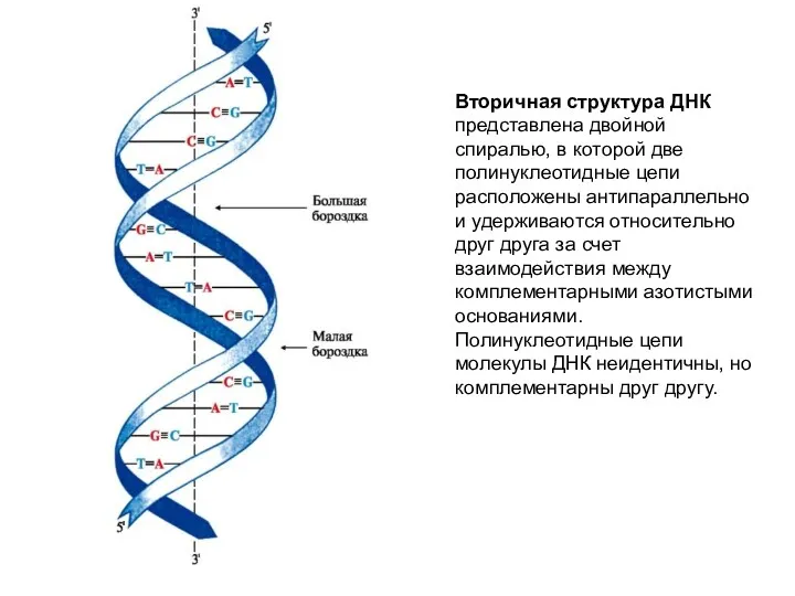 Вторичная структура ДНК представлена двойной спиралью, в которой две полинуклеотидные