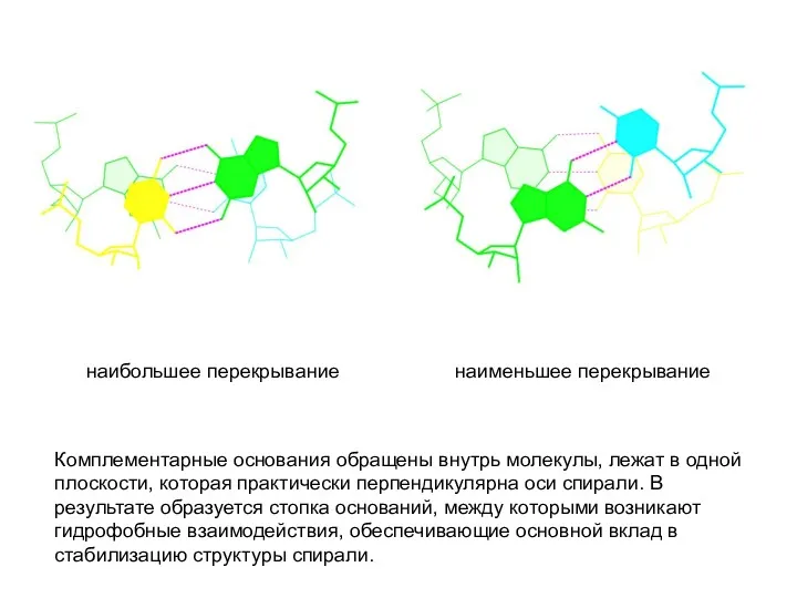 наибольшее перекрывание наименьшее перекрывание Комплементарные основания обращены внутрь молекулы, лежат
