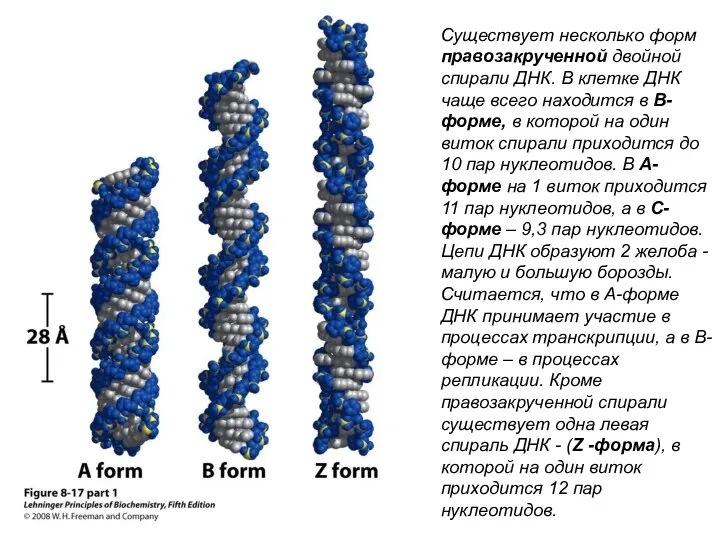 Существует несколько форм правозакрученной двойной спирали ДНК. В клетке ДНК