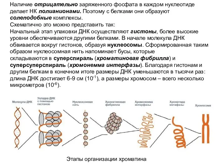 Наличие отрицательно заряженного фосфата в каждом нуклеотиде делает НК полианионами.