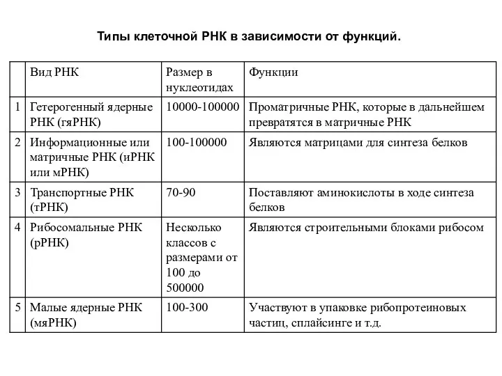 Типы клеточной РНК в зависимости от функций.