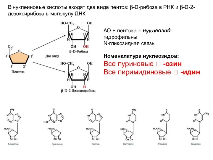 В нуклеиновые кислоты входят два вида пентоз: β-D-рибоза в РНК