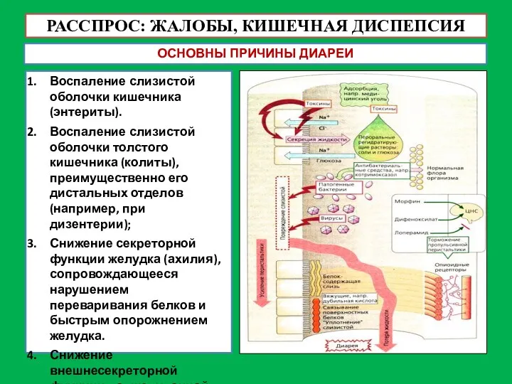 РАССПРОС: ЖАЛОБЫ, КИШЕЧНАЯ ДИСПЕПСИЯ ОСНОВНЫ ПРИЧИНЫ ДИАРЕИ Воспаление слизистой оболочки