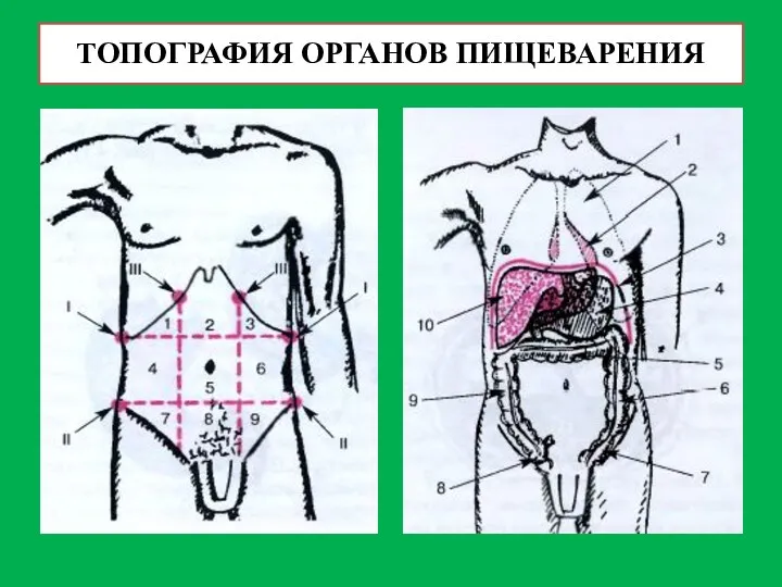 ТОПОГРАФИЯ ОРГАНОВ ПИЩЕВАРЕНИЯ