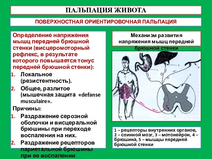 ПАЛЬПАЦИЯ ЖИВОТА ПОВЕРХНОСТНАЯ ОРИЕНТИРОВОЧНАЯ ПАЛЬПАЦИЯ Определение напряжения мышц передней брюшной