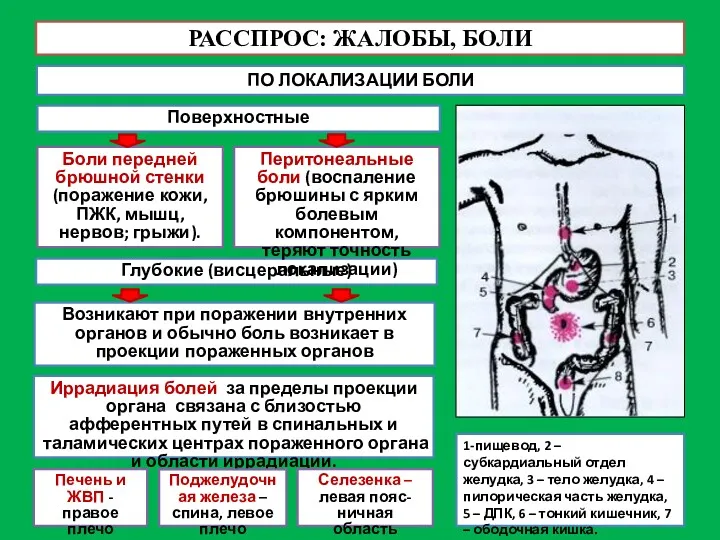 РАССПРОС: ЖАЛОБЫ, БОЛИ ПО ЛОКАЛИЗАЦИИ БОЛИ 1-пищевод, 2 – субкардиальный