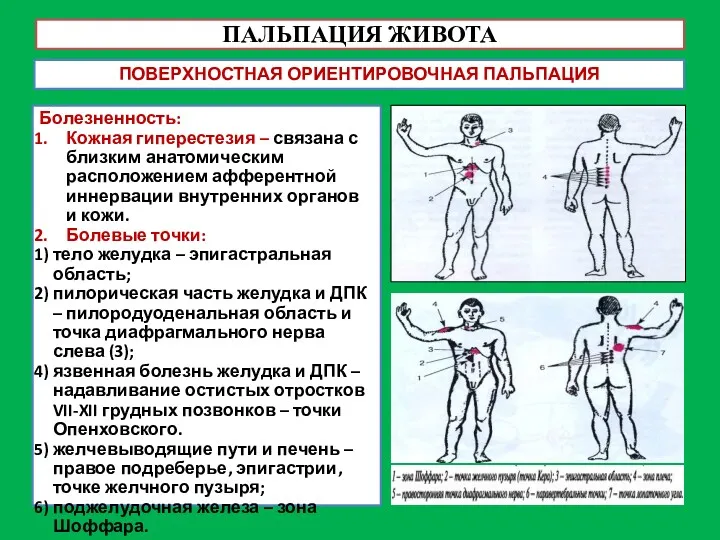 ПАЛЬПАЦИЯ ЖИВОТА ПОВЕРХНОСТНАЯ ОРИЕНТИРОВОЧНАЯ ПАЛЬПАЦИЯ Болезненность: Кожная гиперестезия – связана