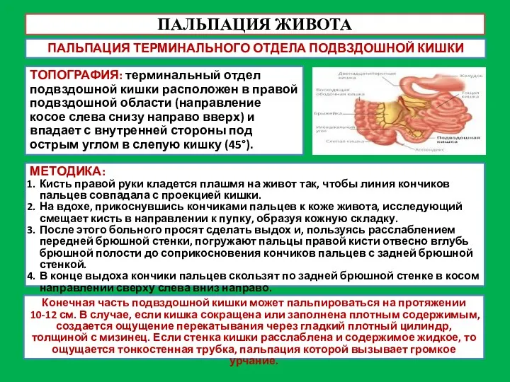 ПАЛЬПАЦИЯ ЖИВОТА ПАЛЬПАЦИЯ ТЕРМИНАЛЬНОГО ОТДЕЛА ПОДВЗДОШНОЙ КИШКИ ТОПОГРАФИЯ: терминальный отдел