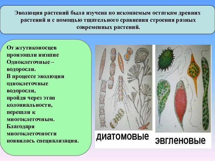 Эволюция растений была изучена по ископаемым остаткам древних растений и