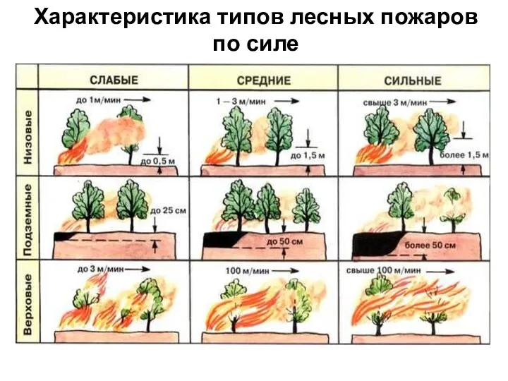 Характеристика типов лесных пожаров по силе