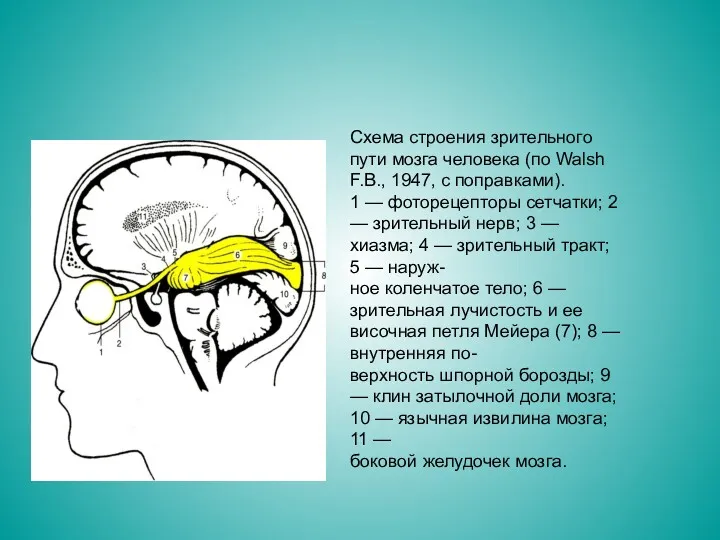 Схема строения зрительного пути мозга человека (по Walsh F.B., 1947,