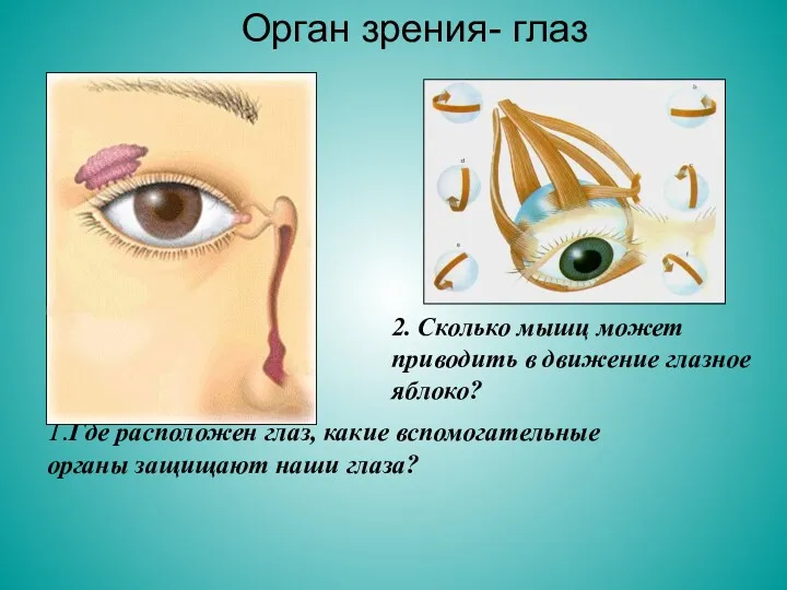 1.Где расположен глаз, какие вспомогательные органы защищают наши глаза? 2.
