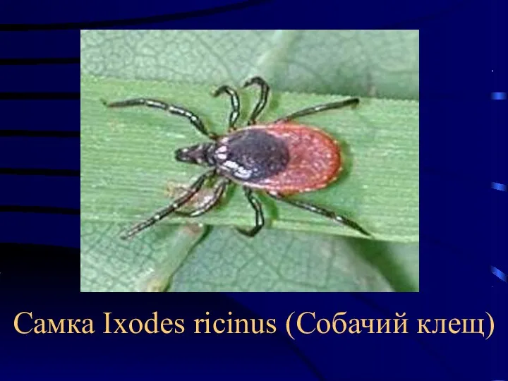 Самка Ixodes ricinus (Собачий клещ)