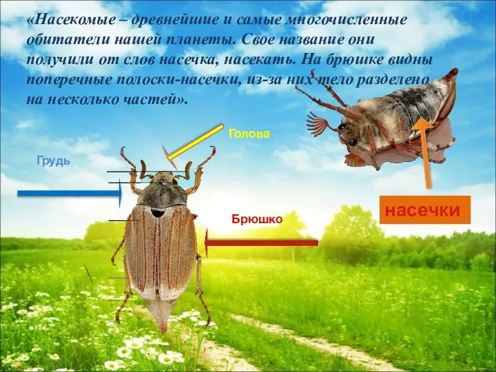 Брюшко Грудь Голова насечки «Насекомые – древнейшие и самые многочисленные