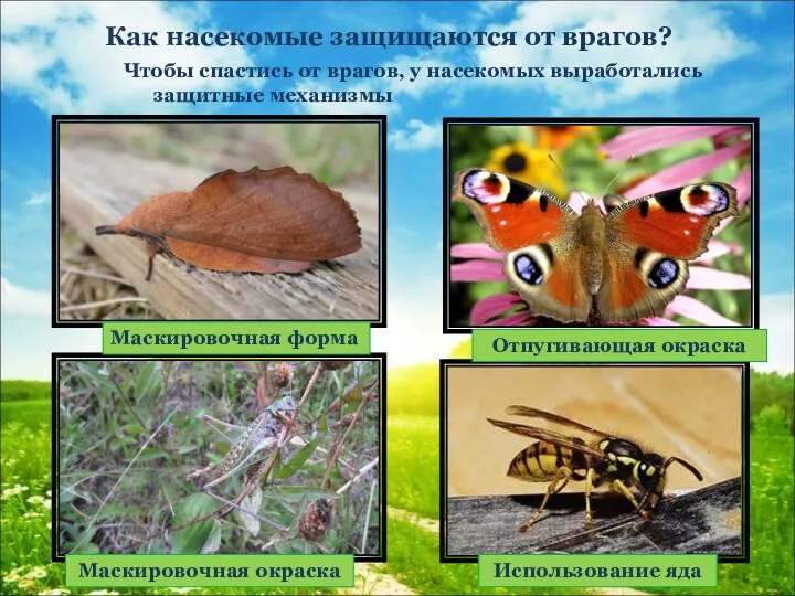 Как насекомые защищаются от врагов? Чтобы спастись от врагов, у