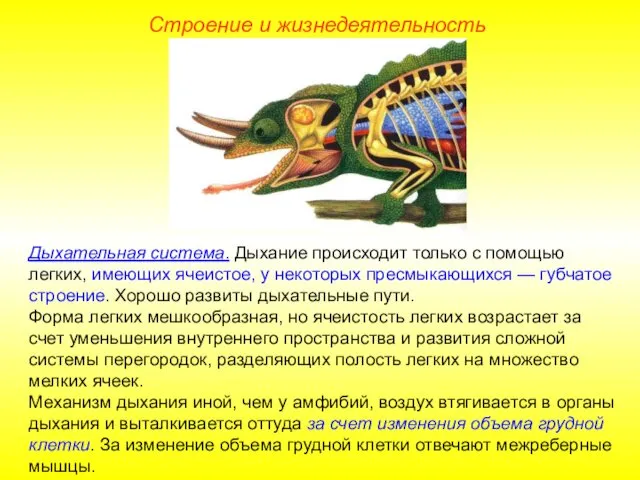 Строение и жизнедеятельность Дыхательная система. Дыхание происходит только с помощью