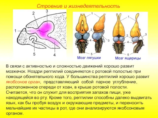 Строение и жизнедеятельность В связи с активностью и сложностью движений