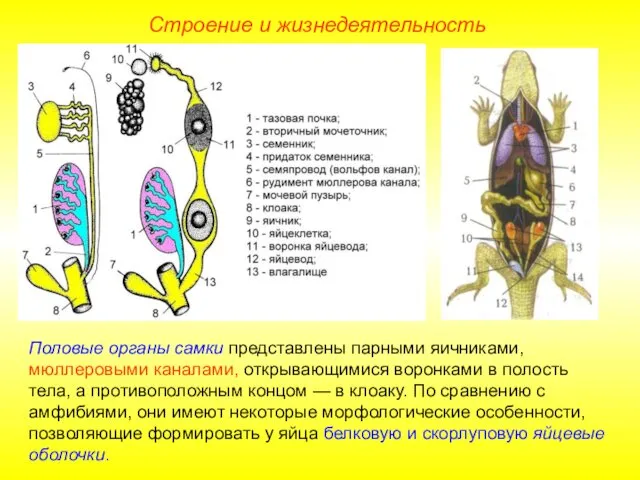 Строение и жизнедеятельность Половые органы самки представлены парными яичниками, мюллеровыми
