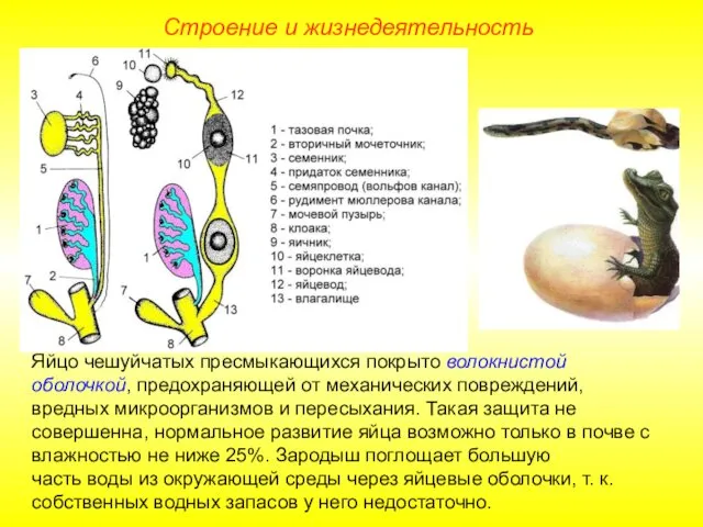 Строение и жизнедеятельность Яйцо чешуйчатых пресмыкающихся покрыто волокнистой оболочкой, предохраняющей