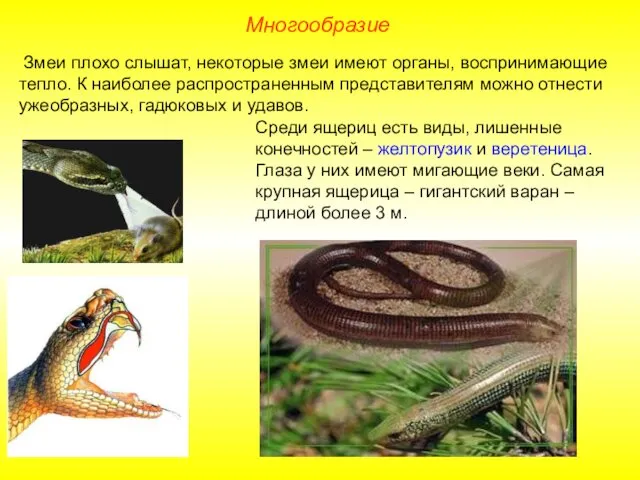 Многообразие Змеи плохо слышат, некоторые змеи имеют органы, воспринимающие тепло.