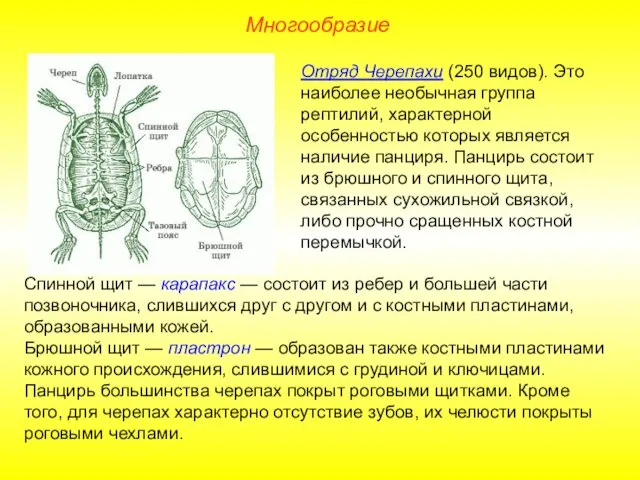 Многообразие Отряд Черепахи (250 видов). Это наиболее необычная группа рептилий,