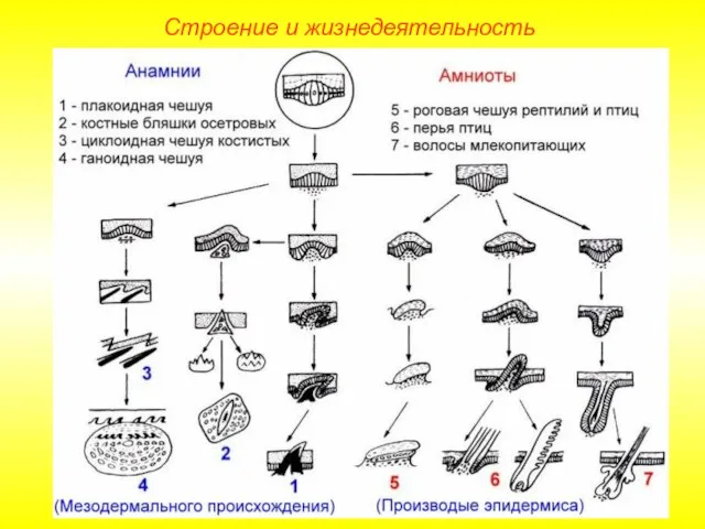 Строение и жизнедеятельность