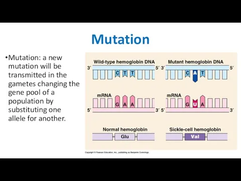 Mutation Mutation: a new mutation will be transmitted in the